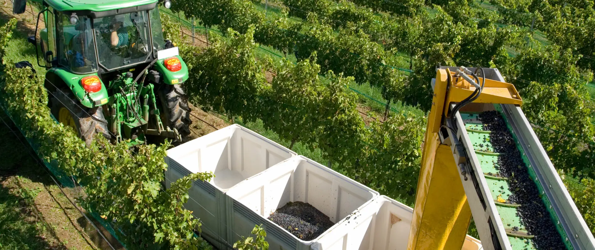 A tractor pulling a trailer containing bins being loaded with freshly harvested grapes from a grape harvester